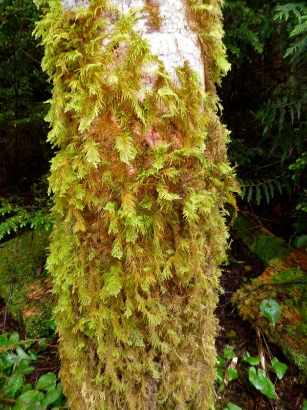 Oregon beaked moss • Kindbergia oregana - Biodiversity of the Central Coast