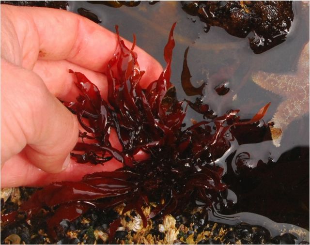 edible red algae