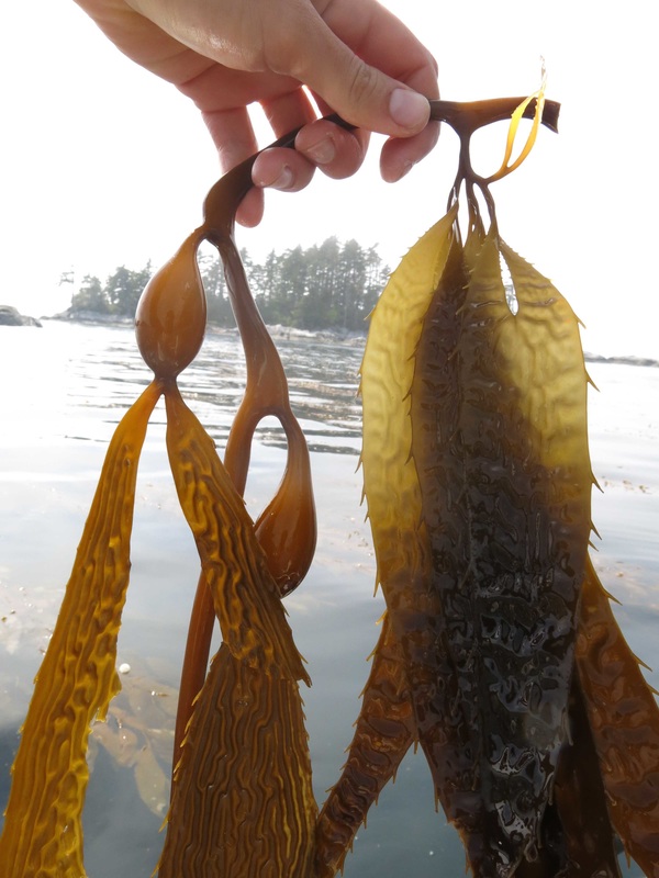 giant kelp on beach